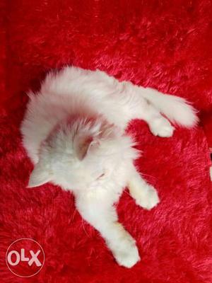 Healthy Persian cat and kitten for sale cash on