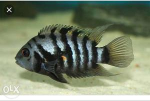 High quality aquarium fish