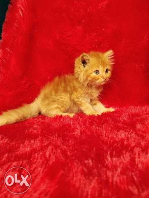 Hundred percent best quality Persian kitten for
