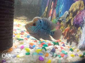 I want to sell my red dragon flowerhorn fish