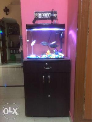 Imported aquarium with fishes with accricess
