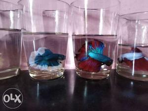 Imported betta fishes... More colour more