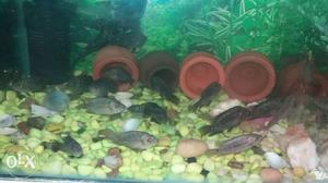 Impoted S R D Flower Horn Babies For Sale 200 Rs