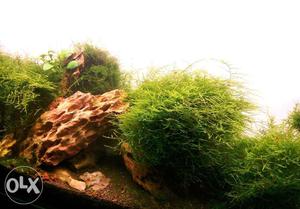 Java Moss for planted aquariums