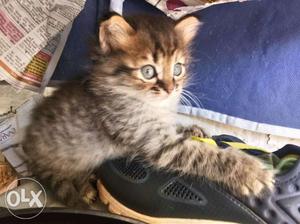 Kittens for adoption 3male 2female. Semi Persian