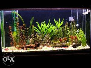 Live aquarium plants