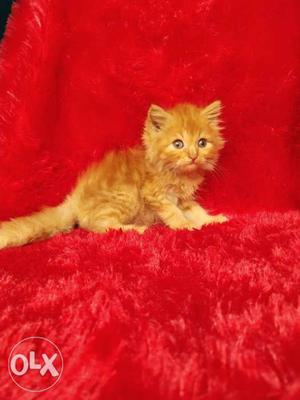 Long fur Persian kitten for sale