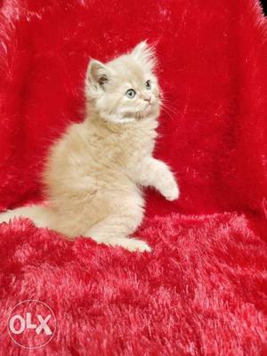 Looking so beautiful Persian golden colour kitten