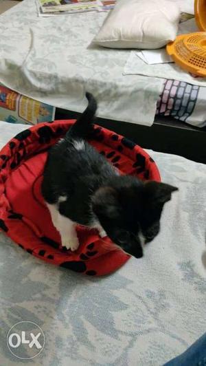 Male Tuxedo Kitten for adoption (not for breeders)