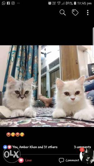 Male and female kittens 4 months old