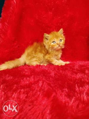 More intelligent Persian cat and kitten for sale