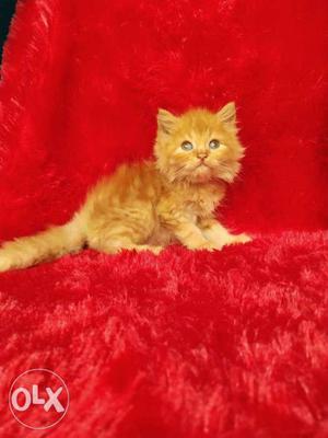 Pall color Persian cat kitten for sale