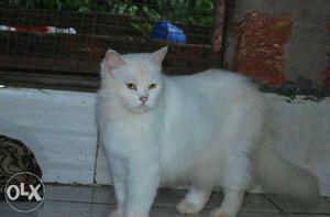 Percian cat female