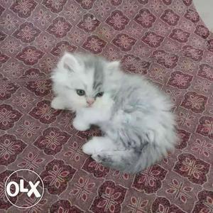 Persian White And Grey kitten