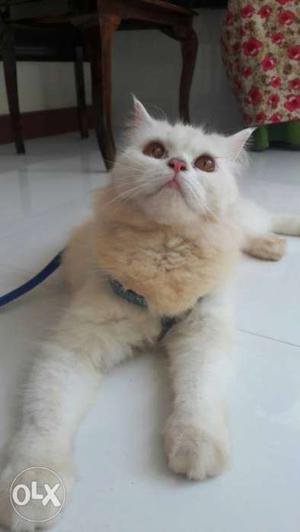 Persian cat.female.12 months