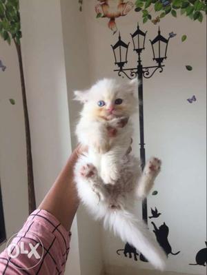 Persian cat kitten available long furr white