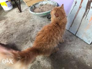 Persian cat male brown colour 9 months old