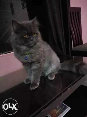 Persian doll face male cat. 1 year old