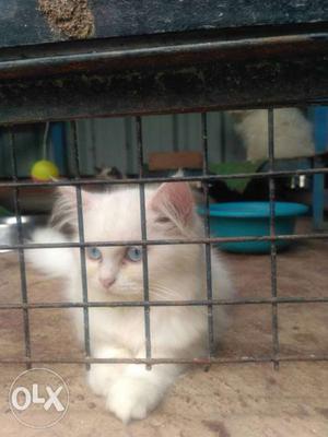 Persian female kitten 3months old light blue eyes