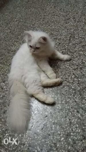 Persian kitten female