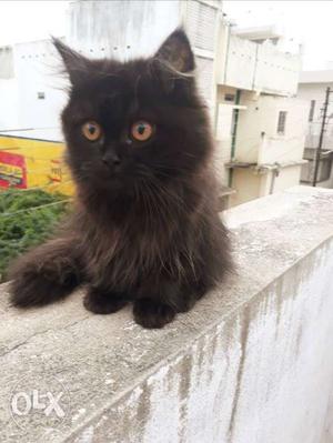 Persian kittens black,white,grey for sale