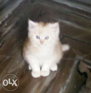 Persian kittens - pure breed male / female 45