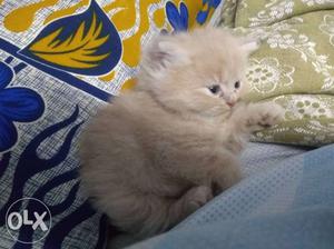 Persian punch face kitten