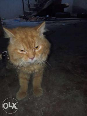 Persion cat for sale at very low price call me at