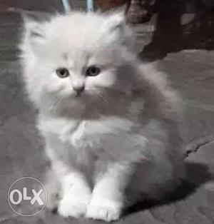 Persion white kitten sale