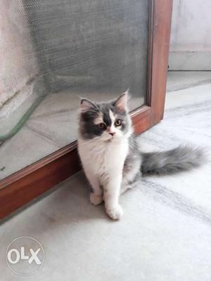 Playfull persian kitten