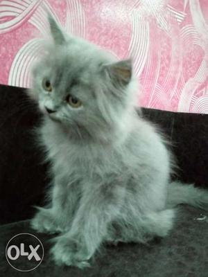 Prishan kitten gray color for sale
