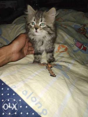 Pure Persian Breed Female Kitten Bi-Colour 40days