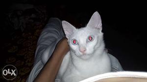 Pure White Pamelion Cat I9I809