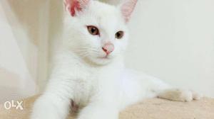 Pure White Persian Cat. Male. 3 Months Old. Very
