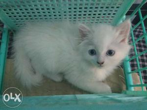 Purely persian Cat male 1 and half month old
