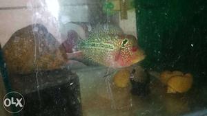Quality SRD flower horn fish for sale Orange