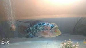 Red dragon flowerhorn 5 inches size