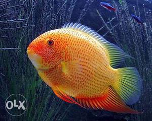 Red spotted severum fish