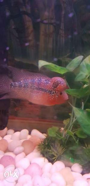 SRD Flowerhorn with head Bright colours at very