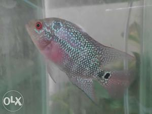 SRD flowerhorn female