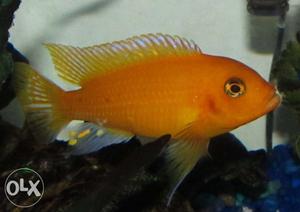 Selling 4 Red Jockey Cichlid at to make space for my other
