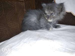 Semi Persian Female Kitten - 1 month old, trained