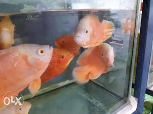 Severam fishes Rs750 per piece, albino angel 150