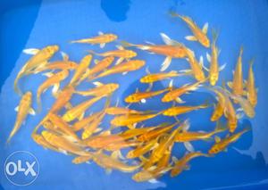 Shoal Of Yellow Pet Fish