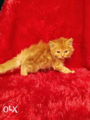 So cute and play full very small cat and kitten
