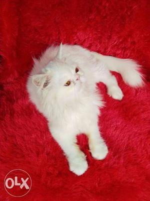 So cute blue eye white Persian kitten for sale