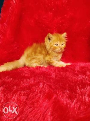 So very beautiful Persian kittens for sale cash