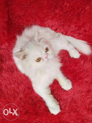 So very good quality Persian kitten Bhubaneswar