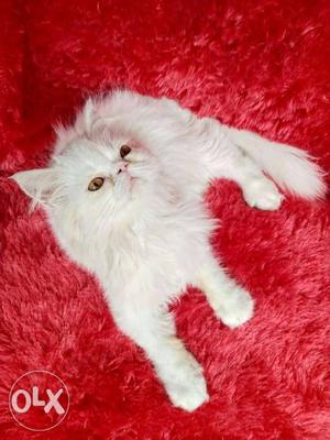 So very good quality Persian kitten for sale cash