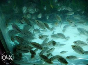 Srd Flowerhorn fish babies pair 1 inch 200/-